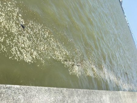 台風後ちょっと渋い